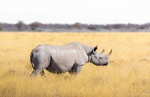 Ngorongoro Crater—Tanzania Private Safari Day Trip from Arusha