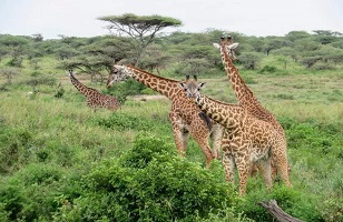 Saadani National Park—Tanzania Private Safari Day Trip from Zanzibar