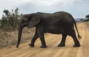 Tarangire National Park—Tanzania Private Safari Day Trip from Arusha