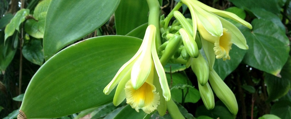 Discovering Zanzibar's Spice Farms