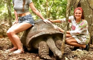 Giant Tortoises