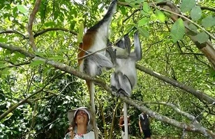 Red Colobus Monkeys