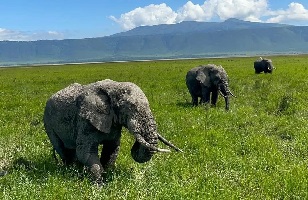 Safari Tours from Zanzibar